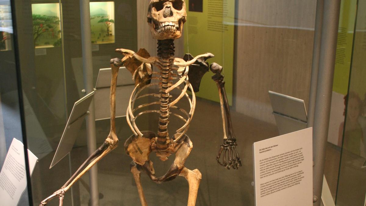 Homo erectus fossil yields secrets long thought to be beyond genetics