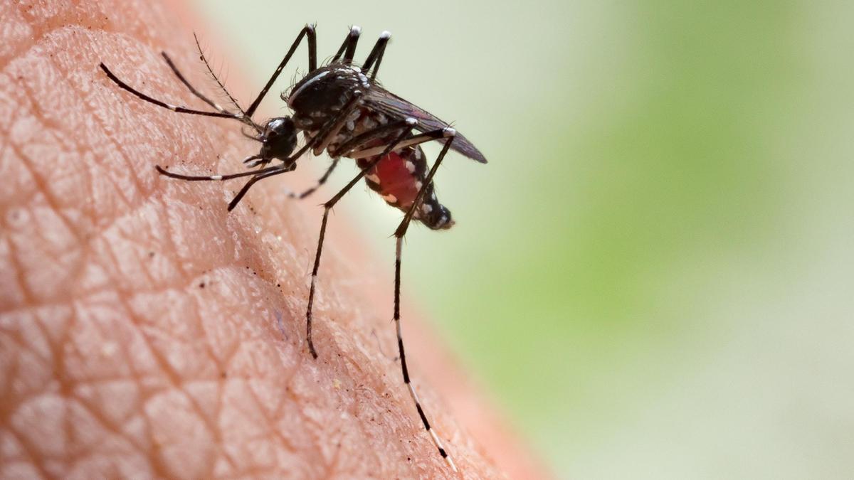Mosquito menace in Tamil Nadu: Madras High Court orders State-wide survey to identify hotspots