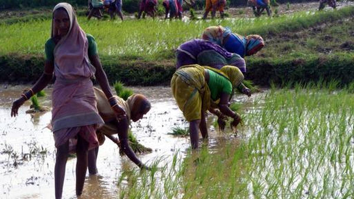 Why is Chhattisgarh government asking farmers to adopt DSR method for paddy cultivation | Explained