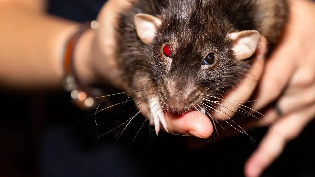 10 most rat-infested cities in the US: Los Angeles continues to top the US rodent list, followed by Chicago and New York