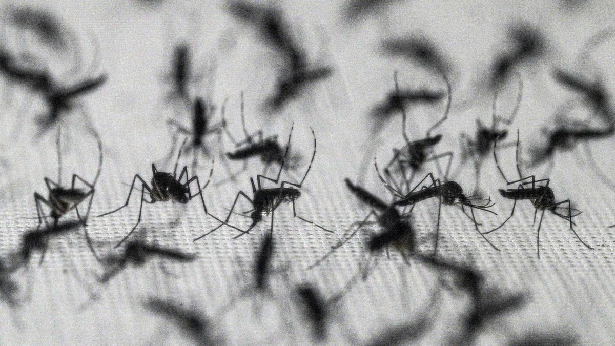Brazil suspends dengue vaccine following two deaths