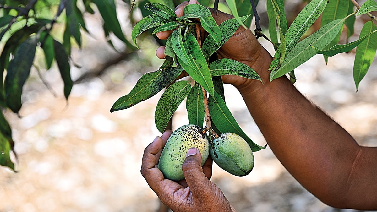 The king in crisis | Alphonso mangoes